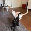 Nemo und Pack suchen zusammen