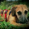 Toller♥Taro♥ wartet in 24885 Sieverstedt