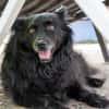Klein♥Daisy♥ erwartet dich 01640 Coswig