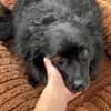 Klein♥Daisy♥ erwartet dich 01640 Coswig