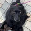 Klein♥Daisy♥ erwartet dich 01640 Coswig