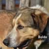 Baldo in der Tierherberge Donzdorf