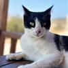 Tabby sucht eine liebevolle Familie