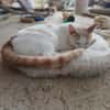 Kater Lukas entdeckt die Welt!