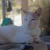 Kater Lukas entdeckt die Welt!