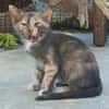 Zarte Lola sucht Familie