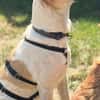 Oscar, 12/20 - sucht eine ECHTE Chance