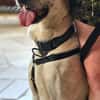 Oscar, 12/20 - sucht eine ECHTE Chance