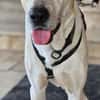 Oscar, 12/20 - sucht eine ECHTE Chance
