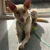 Ziggy sucht nun ein Traumzuhause