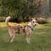 Ziggy sucht nun ein Traumzuhause
