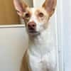 Ziggy sucht nun ein Traumzuhause