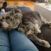 Buddy hat sein Zuhause verloren