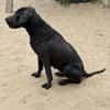 Xaphira -Wunderschöne Hundedame