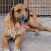 ♥Oscar♥ wartet schon in 74749 Rosenberg