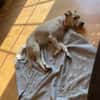 💙Balou💙 sucht ein schönes Zuhause