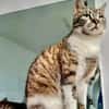 Lukas  lieber Kater sucht Kuschelfamilie