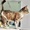Lukas  lieber Kater sucht Kuschelfamilie
