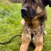 Marley sucht ein aktives Zuhause