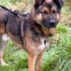 Marley sucht ein aktives Zuhause