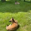 kleine Missy - wo ist mein Zuhause