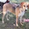 Daisy - treu und menschenbezogen