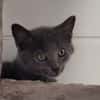 BERLIOZ