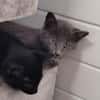 BERLIOZ
