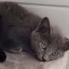 BERLIOZ