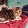 Zira