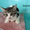 Dolores