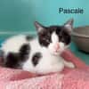 Pascale