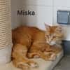 Miska