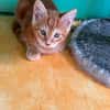 5 Chatons