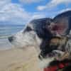 Verschmuster STEVIE sucht sein Zuhause!