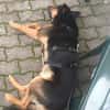 Filemon