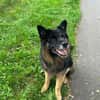 Verschmuster Bruno sucht sein Zuhause