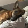 Ricky - Schäferhundfans gesucht