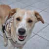 Labby Mix sucht tolle Menschen