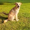 Labby Mix sucht tolle Menschen