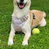 Labby Mix sucht tolle Menschen