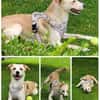 Labby Mix sucht tolle Menschen