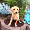 Pinscher Chihuahua Mix Mädchen Abby