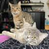 Bella & Herkules  junges Katzenpaar suc