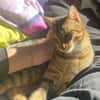 Bella & Herkules  junges Katzenpaar suc