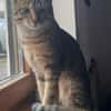 Bella & Herkules  junges Katzenpaar suc