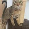 Bella & Herkules  junges Katzenpaar suc