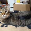 Monty sucht in Wohnungshaltung