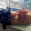 Willi sucht mit Garten oder Freigang