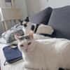 Sake und Rumi aus dem Tierschutz